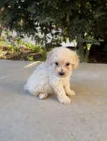 Sunny, a male Cavapoo and Cavalier King Charles Spaniel for sale in Corona, CA – 3 of 4