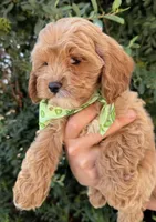 Biscuit, a male Cavapoo for sale in Corona, CA – 3 of 3