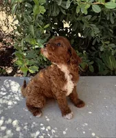 Scarlett, a female Cavapoo for sale in Corona, CA – 2 of 2