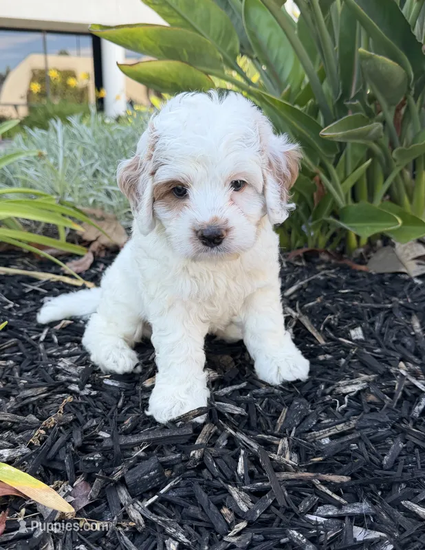 Troy – Cavapoo puppy for sale in Corona, CA