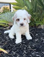 Troy, a male Cavapoo for sale in Corona, CA – 1 of 3