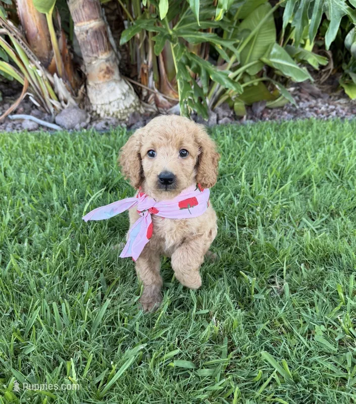 Hazel – Cavapoo puppy for sale in Corona, CA