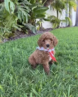 Cherry, a female Cavapoo for sale in Corona, CA – 3 of 3