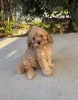 Teddy, a male Cavapoo for sale in Corona, CA – 2 of 3