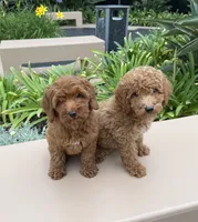 Stella, a female Cavapoo for sale in Corona, CA – 3 of 3