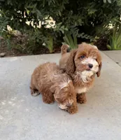 Ginger , a female Cavapoo for sale in Corona, CA – 3 of 3