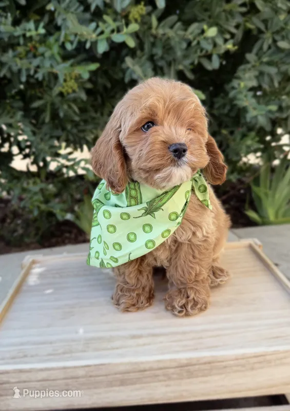 Biscuit – Cavapoo puppy for sale in Corona, CA