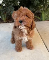 Monty, a male Cavapoo for sale in Corona, CA – 4 of 4