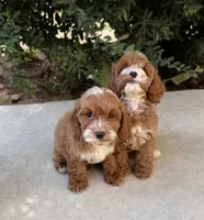 Chester, a male Cavapoo for sale in Corona, CA – 2 of 2