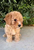 Charlie , a male Cavapoo for sale in Corona, CA – 2 of 2