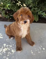 Ruby, a female Miniature Goldendoodle for sale in Corona, CA – 2 of 3