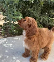 Arlo, a male Cavapoo for sale in Corona, CA – 2 of 3