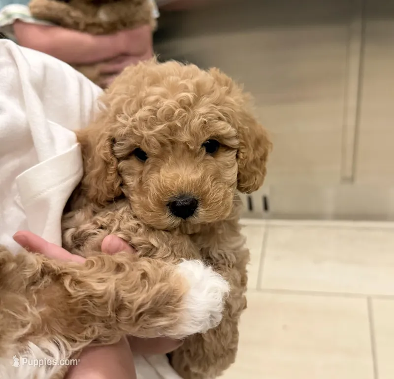 Teddy – Cavapoo puppy for sale in Corona, CA