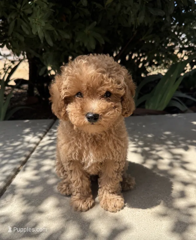 Maisie – Cavapoo puppy for sale in Corona, CA
