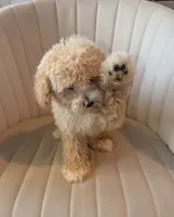 Paisley, a female Cavapoo for sale in Corona, CA – 2 of 3
