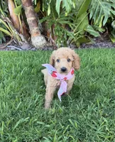 Hazel, a female Cavapoo for sale in Corona, CA – 4 of 4