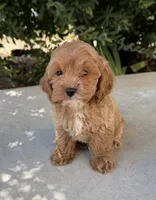 Biscuit, a male Cavapoo for sale in Corona, CA – 2 of 3