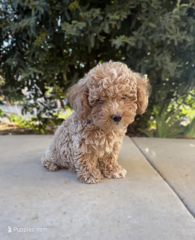 Wesley  – Cavapoo puppy for sale in Corona, CA