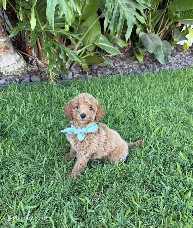 Toby – Cavapoo puppy for sale in Corona, CA