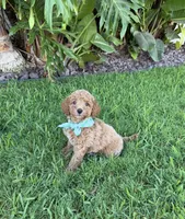 Toby, a male Cavapoo for sale in Corona, CA – 1 of 3