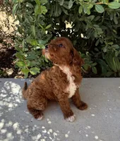 Amy, a female Miniature Goldendoodle for sale in Corona, CA – 3 of 3