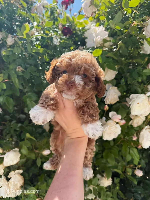 Maple  – Cavapoo puppy for sale in Corona, CA