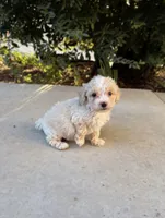 Biscuit, a male Cavapoo and Cavalier King Charles Spaniel for sale in Corona, CA – 4 of 4