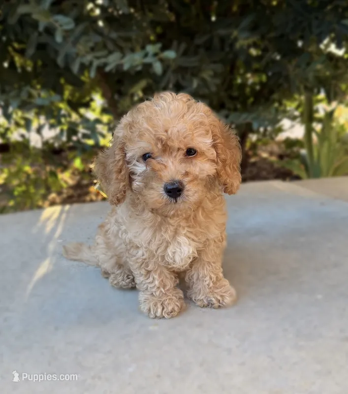 Teddy – Cavapoo puppy for sale in Corona, CA
