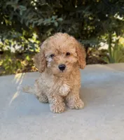 Teddy, a male Cavapoo for sale in Corona, CA – 1 of 3