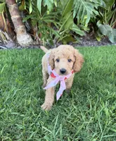 Hazel, a female Cavapoo for sale in Corona, CA – 2 of 4