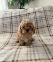 Waffle, a male Cavapoo for sale in Corona, CA – 2 of 3
