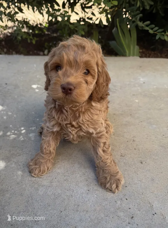 Henry – Cavapoo puppy for sale in Corona, CA