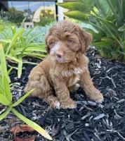 June, a female Cavapoo for sale in Corona, CA – 3 of 3