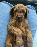 Cinnamon , a female Cavapoo for sale in Corona, CA – 2 of 2