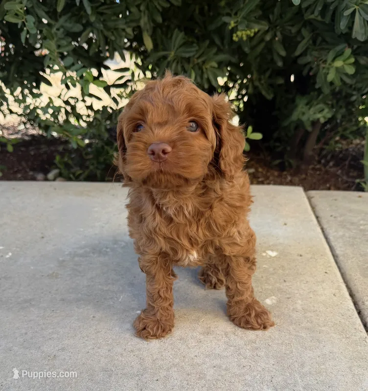 Theo – Cavapoo puppy for sale in Corona, CA