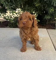 Theo, a male Cavapoo for sale in Corona, CA – 1 of 2