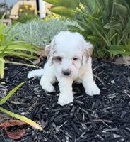 Troy, a male Cavapoo for sale in Corona, CA – 2 of 3