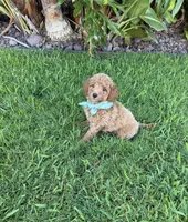 Toby, a male Cavapoo for sale in Corona, CA – 3 of 3