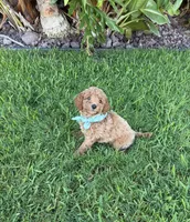 Toby, a male Cavapoo for sale in Corona, CA – 2 of 3