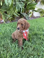 Cherry, a female Cavapoo for sale in Corona, CA – 2 of 3