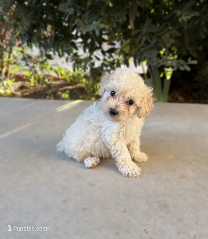 Sunny – Cavapoo, Cavalier King Charles Spaniel puppy for sale in Corona, CA