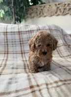 Churro , a female Cavapoo for sale in Corona, CA – 2 of 2