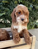 Chester, a male Cavapoo for sale in Corona, CA – 1 of 2