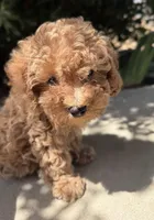 Stella, a female Cavapoo for sale in Corona, CA – 1 of 2