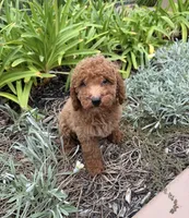 Teddy, a male Cavapoo and Cavalier King Charles Spaniel for sale in Corona, CA – 1 of 1