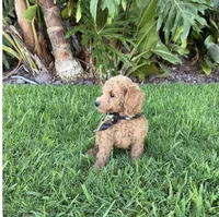 Leo, a male Cavapoo for sale in Corona, CA – 3 of 3