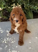 Amy, a female Miniature Goldendoodle for sale in Corona, CA – 1 of 3