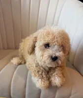 Paisley, a female Cavapoo for sale in Corona, CA – 3 of 3