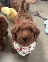 Cinnamon , a female Cavapoo for sale in Corona, CA – 1 of 2