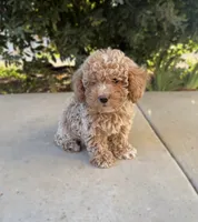 Wesley , a male Cavapoo for sale in Corona, CA – 2 of 4